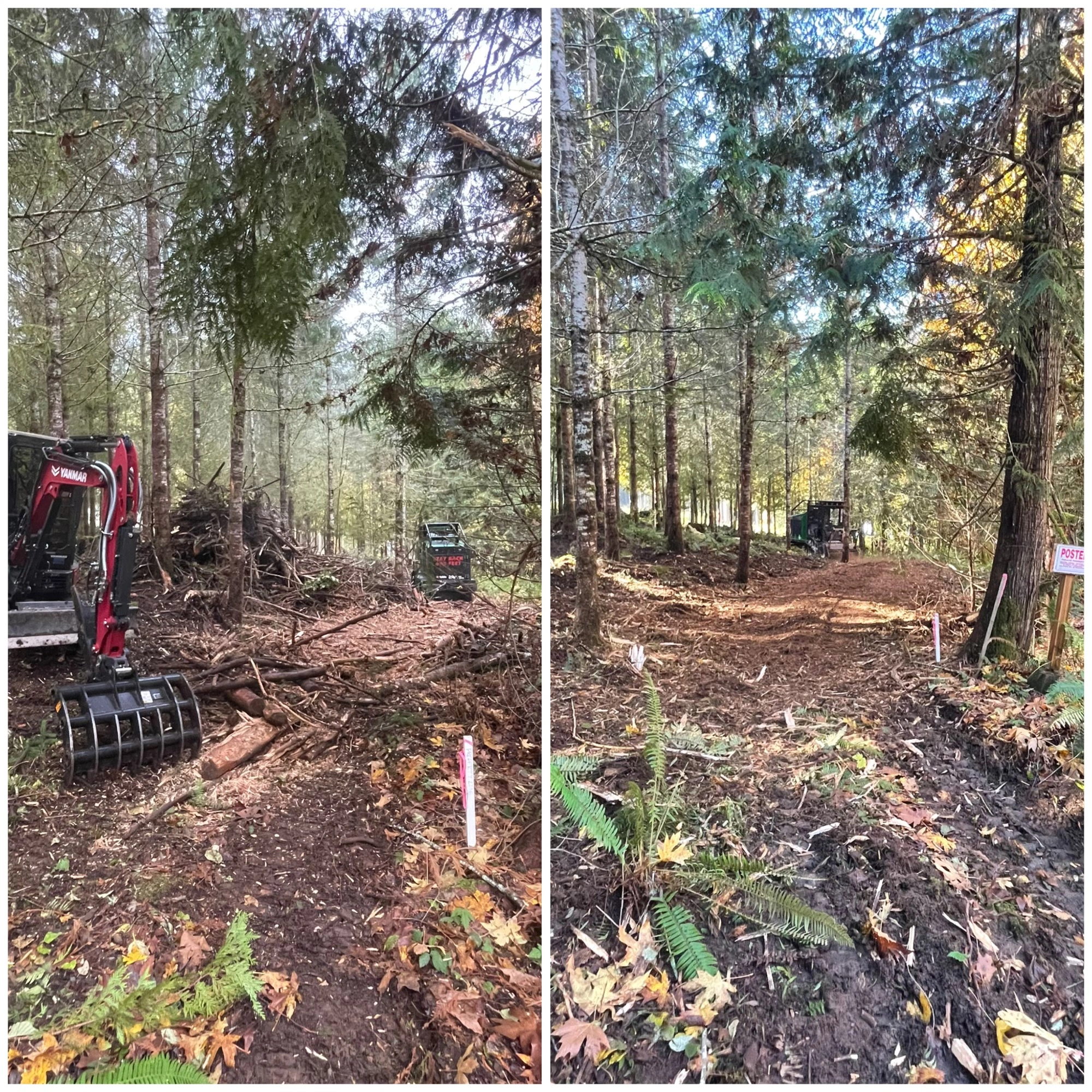 Before and after tree care