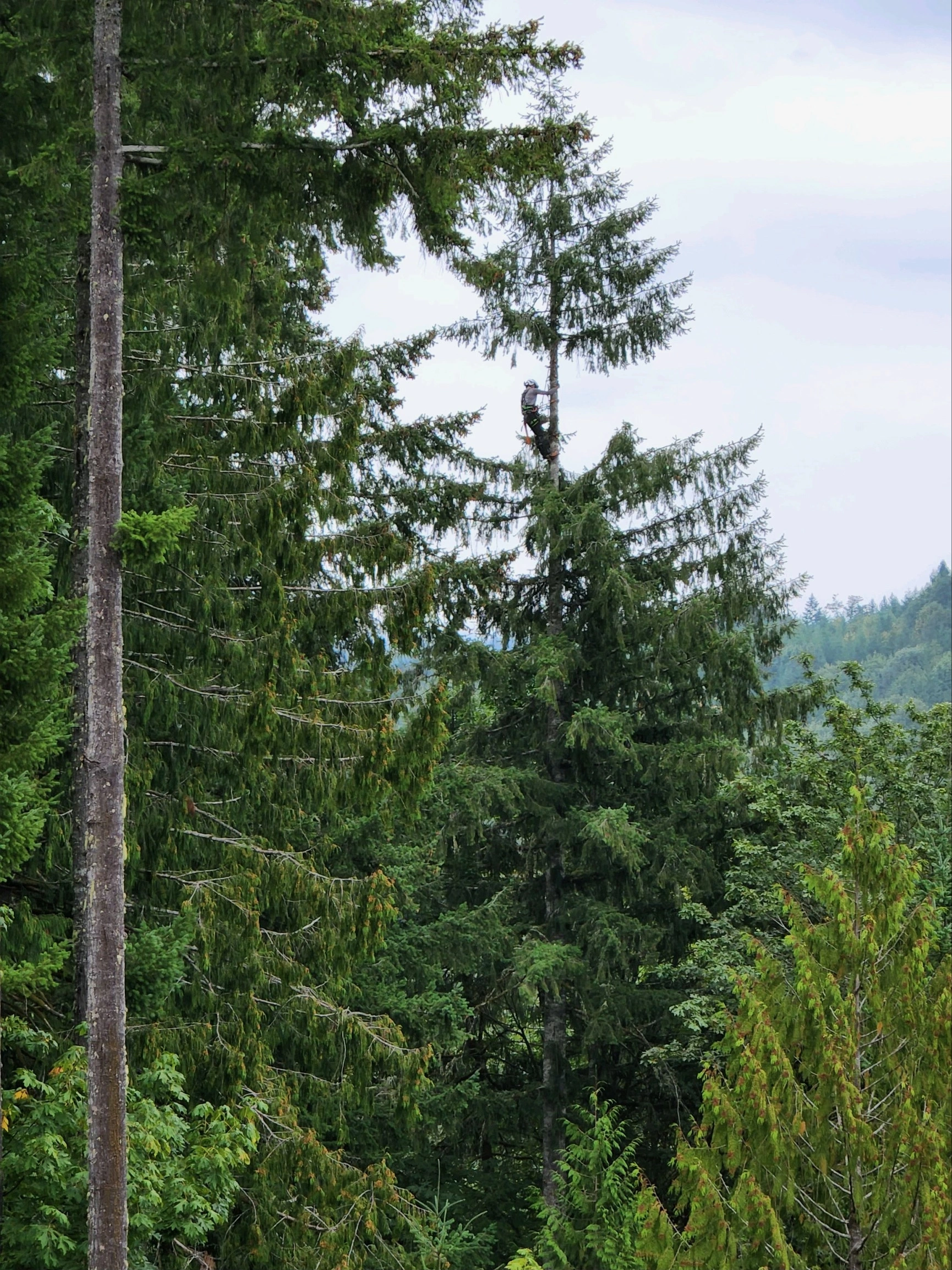 Tree being climbed